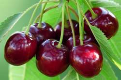 Китайці зацікавились українською черешнею 