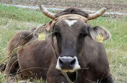 В Болгарии помиловали корову, за которую вступился Пол Маккартни