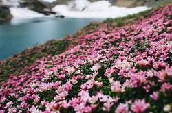 Цветы любви: в Карпатах массово зацвела красная рута