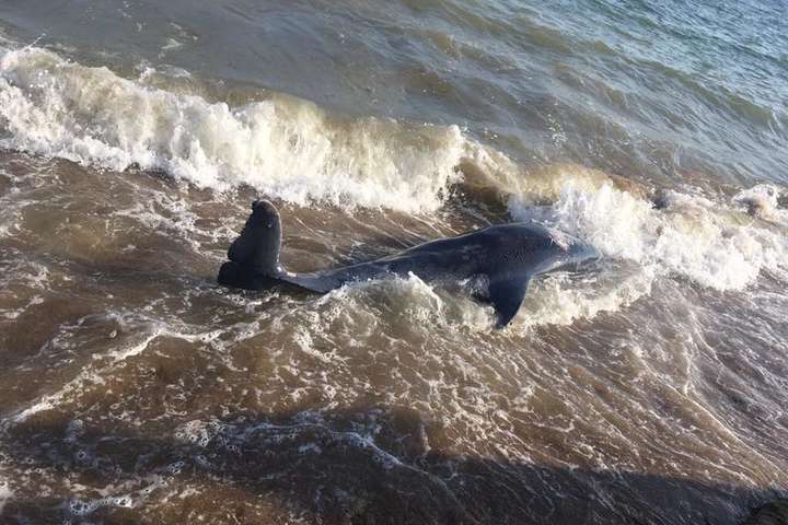 На берегу Черного моря обнаружен мертвый дельфин