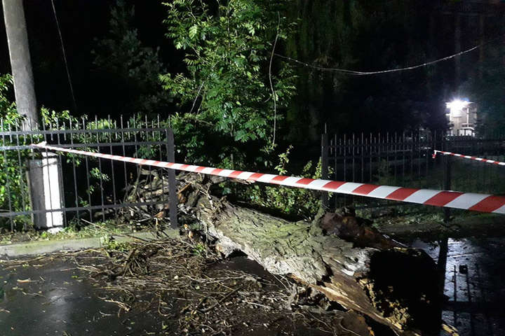 Сильний вітер у Вінниці валив дерева, але обійшлося без постраждалих