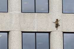 В США енот забрался на небоскреб. За ним следила вся сеть