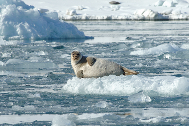 Вчені б'ють на сполох: лід в Антарктиці тане з рекордною швидкістю