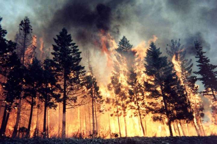В России решили не тушить 13 лесных пожаров из-за высоких затрат