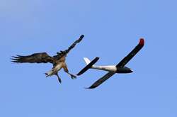 Морской орел оттачивает свои навыки охоты на игрушечном планере. Уникальные фото