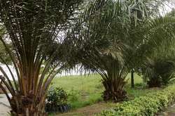 Евросоюз откажется от пальмового масла в качестве топлива