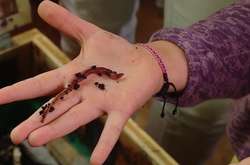 Австрія: як жити без відходів та не шкодити довкіллю