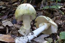 На Луганщині внаслідок отруєння грибами померла дитина