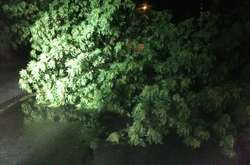 За ніч рятувальники КМДА прибрали у Києві п’ять повалених дерев