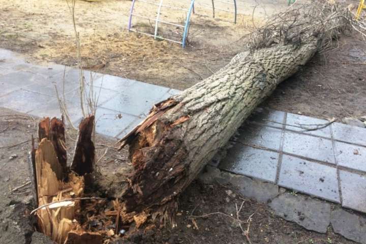В Киеве дерево убило женщину. Полиция сообщила подробности