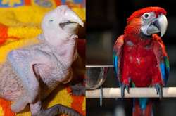 Фотограф показала, как взрослеет попугай Ара