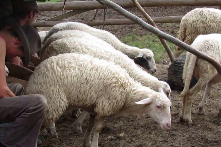 Українські селекціонери вивели нову породу овець