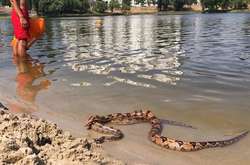 На березі київського озера «засмагали» два пітони (фото)