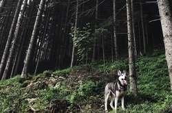 Сеть обсуждает впечатляющие фото украинских Карпат