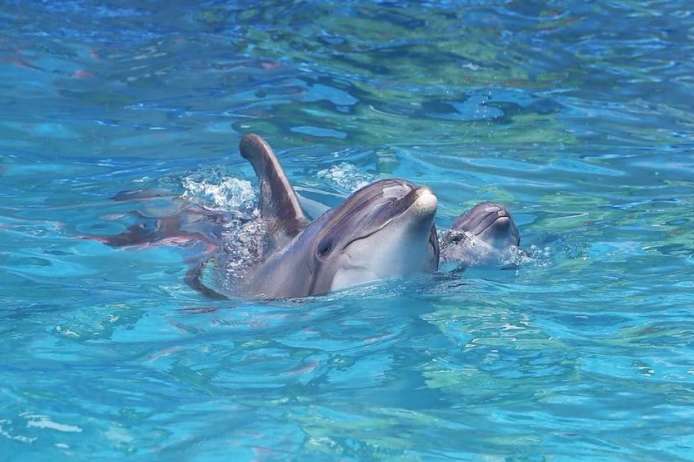 Дельфінятко з'явився на світ прямо під час вистави в одеському дельфінарії