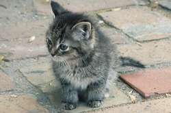 Суд назначил штраф девушке, которая опубликовала видео с убийством котенка