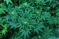 Парламент Канади частково підтримав легалізацію марихуани