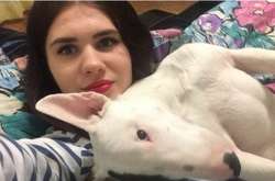  Розправу бультер’єра над кошеням дівчина зняла на відео і виклала до соцмереж 