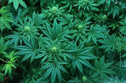 Канада першою з великих країн легалізувала марихуану