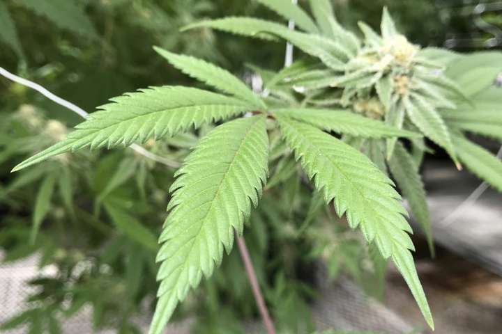 В Канаде легализовали употребление марихуаны