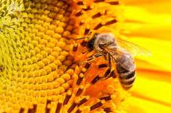 Україна залишиться без меду? Пасічники б'ють на сполох через отруєння бджіл (відео)
