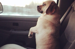 Посещение ветеринара