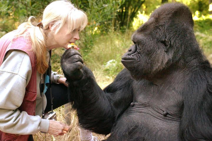У США померла всесвітньовідома горила Коко