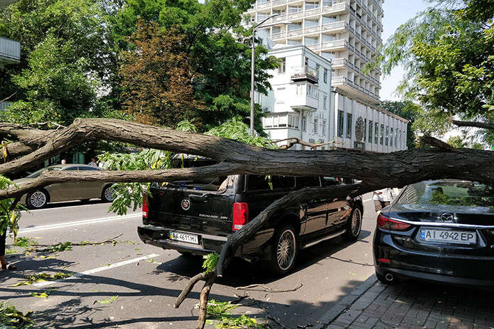 Дерево на Грушевського розбило дорогі автівки: з’явилося відео