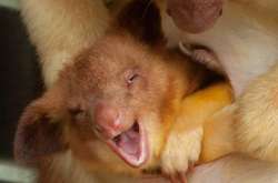 Они точно вызовут у вас умиление. Очаровательные фото древесных кенгуру