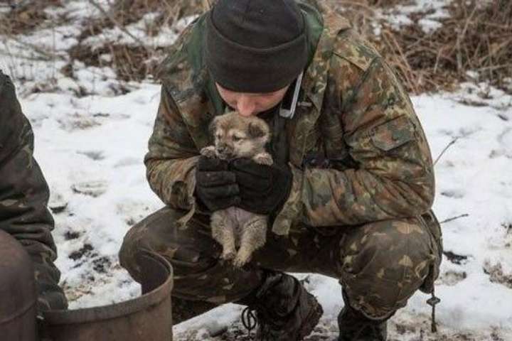 Настоящие друзья человека. Подборка лучших фото собак украинских воинов на Донбассе