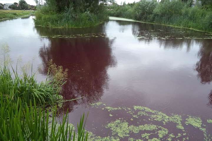 Озеро у Броварах стало червоного кольору 