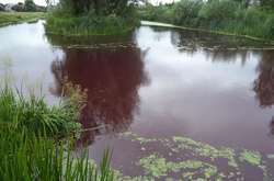 Озеро у Броварах стало червоного кольору 