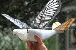 В Китае появились дроны, похожие на птиц. СМИ предполагают, что это для слежки за жителями