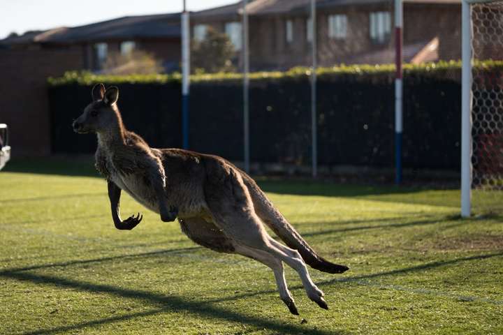 В Австралии во время футбольного матча на поле выскочил кенгуру (фото, видео)