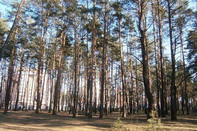 Ірпінська мерія збиралася забудувати багатоповерхівками 15 га лісу
