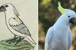 Изображение какаду в рукописи XIII века