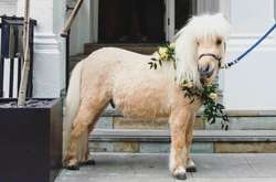 Новая Instagram-звезда: фото милейшего пони