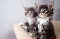 В Великобритании мужчина ограбил фирму на $500 тыс. и потратил их на котиков