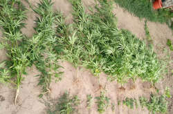 Плантацію конопель виявлено у мешканця Ренійського району