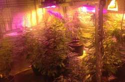У Броварах молодик у гаражі вирощував коноплю