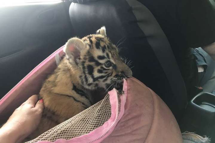 Працівниці Луцького зоопарку виходили тигреня, від якого відмовилася мати