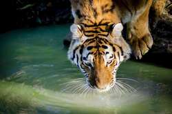 У Тбілісі синоптики прогнозують 40-градусну спеку