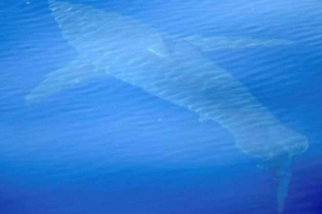Біля берегів Іспанії вперше за 40 років зафіксували білу акулу