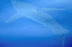 Біля берегів Іспанії вперше за 40 років зафіксували білу акулу