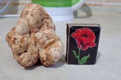 Знайдений білий гриб