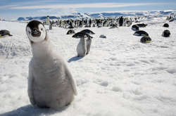 В Антарктиде зафиксирована самая низкая температура на Земле