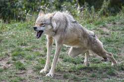 На Київщині вовки підбираються до людських осель