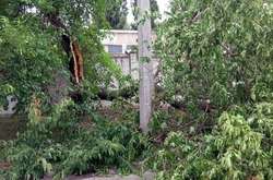 Дерево впало на вулиці Виборзькій