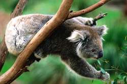 Генетики объяснили любовь коал к ядовитым листьям эвкалипта