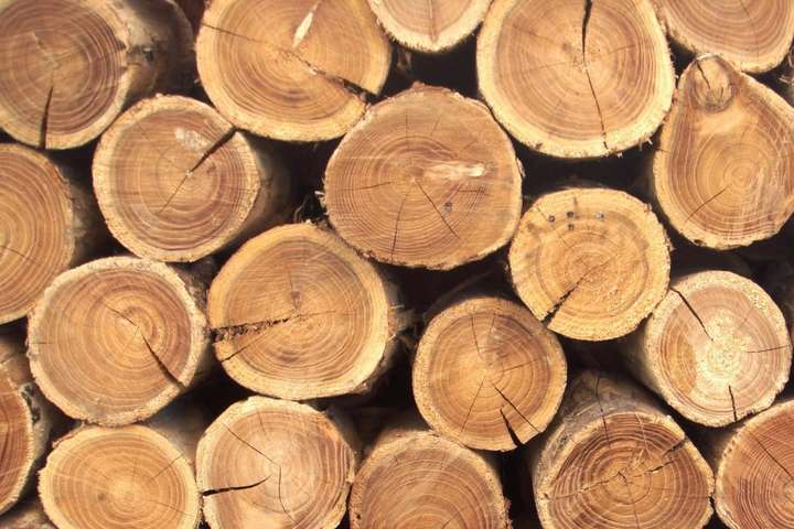 Рада ввела уголовную ответственность за контрабанду лесоматериалов